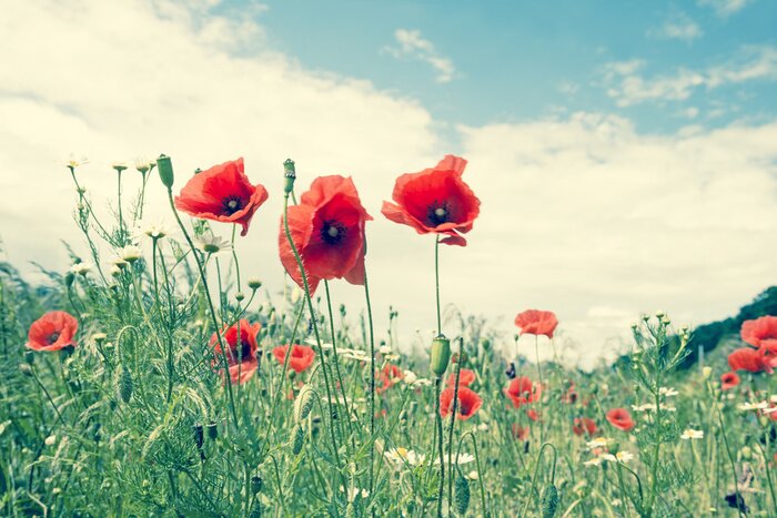 Papier peint  Coquelicots sur le ciel et les nuages