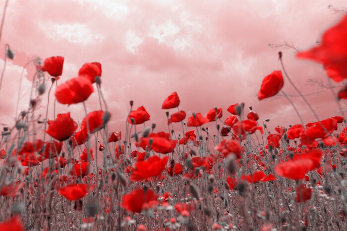 Papier peint  Coquelicots sur le ciel rose