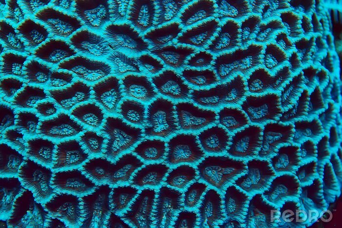 Papier peint  coral reef macro / texture, abstract marine ecosystem background on a coral reef
