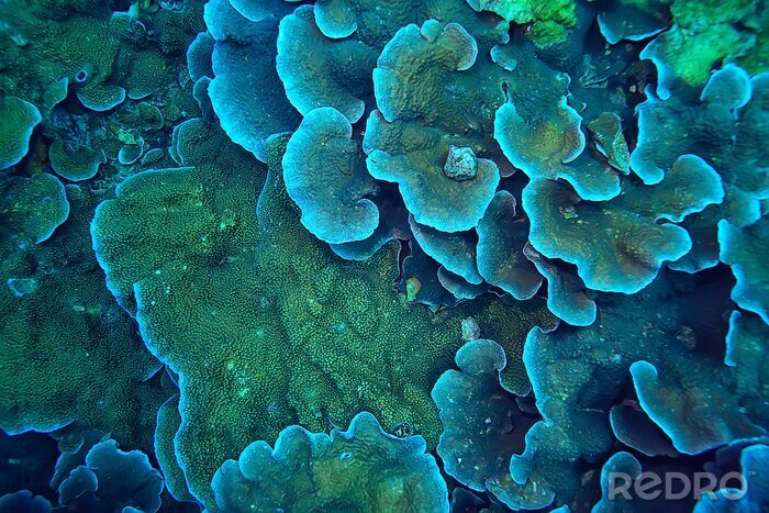 Papier peint  coral reef macro / texture, abstract marine ecosystem background on a coral reef