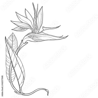 Papier peint  Corner bouquet of outline tropical Strelitzia reginae or bird of paradise flower and ornate leaf in black isolated on white background.