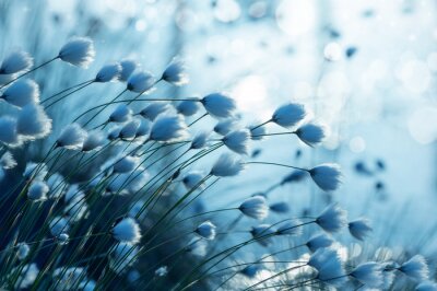 Papier peint  Cotonnier bleu