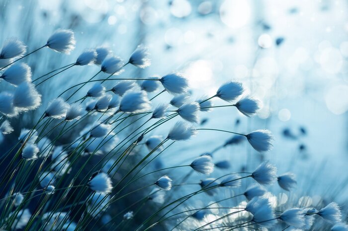 Papier peint  Cotonnier bleu