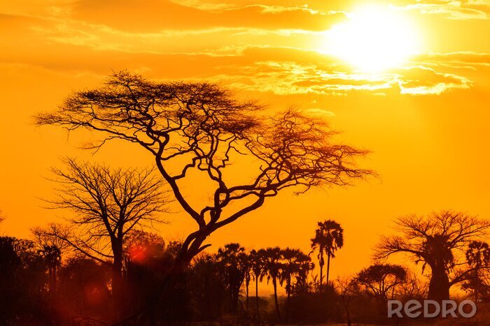 Papier peint  Coucher de soleil Afrique et nature