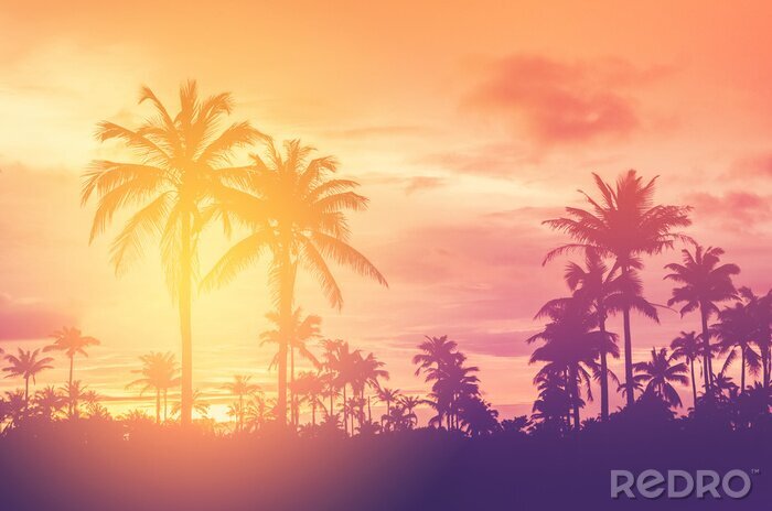 Papier peint  Coucher de soleil d'été sur la forêt de palmiers
