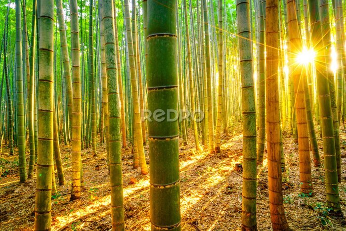 Papier peint  Coucher de soleil dans la forêt de bambous