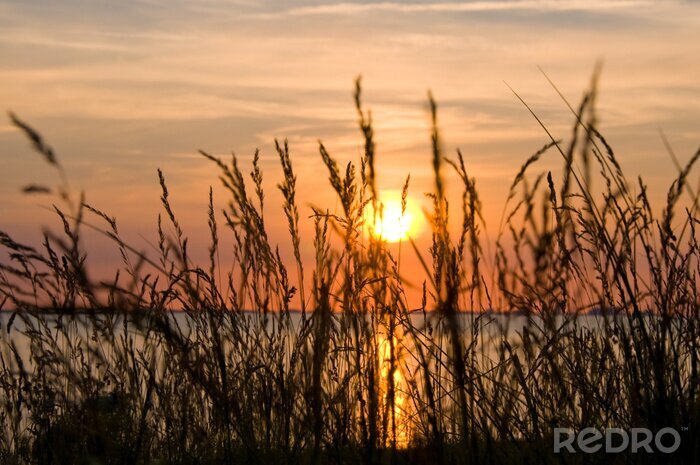 Papier peint  Coucher de soleil derrière des plantes aquatiques