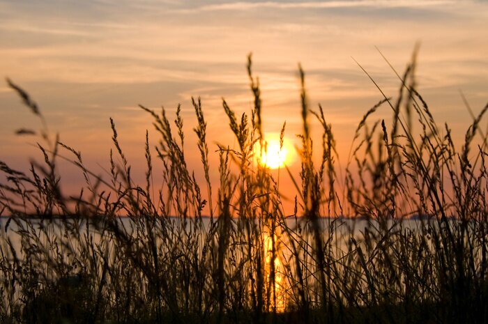 Papier peint  Coucher de soleil derrière des plantes aquatiques
