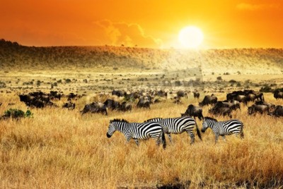 Papier peint  Coucher de soleil en Afrique avec des zèbres