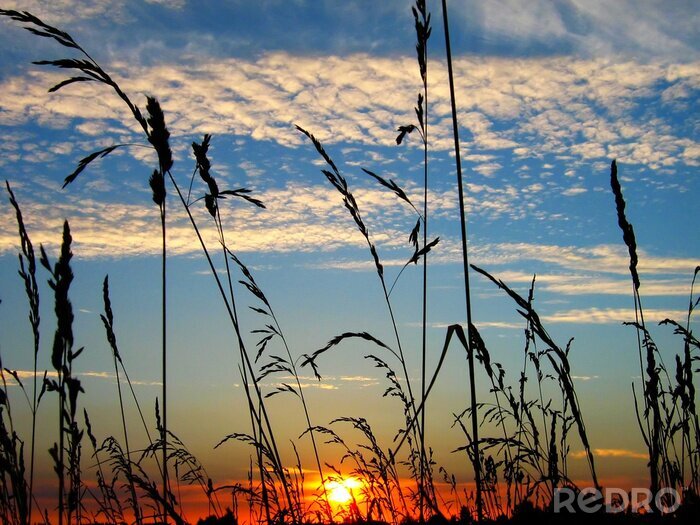 Papier peint  Coucher de soleil sur fond de céréales