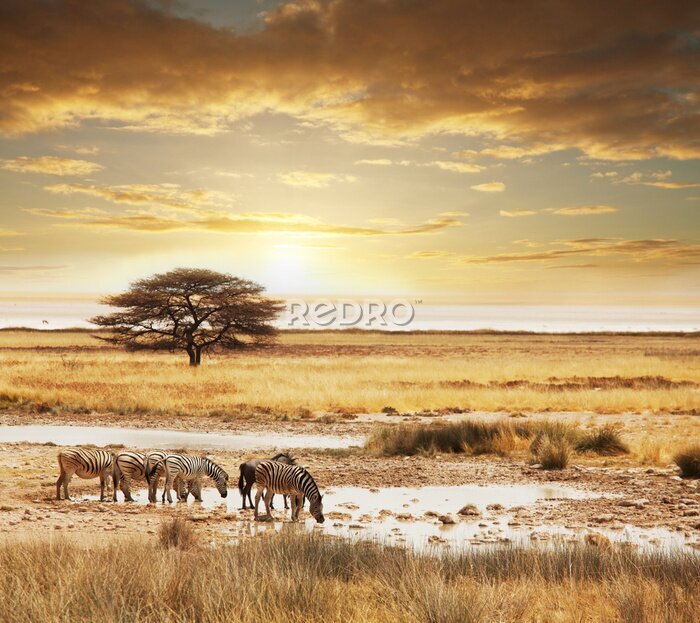 Papier peint  Coucher de soleil sur la savane africaine avec des zèbres