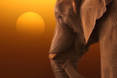 Papier peint  Coucher du soleil avec un éléphant