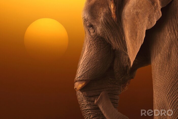 Papier peint  Coucher du soleil avec un éléphant