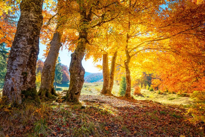 Papier peint  Couleurs d'automne dans les montagnes