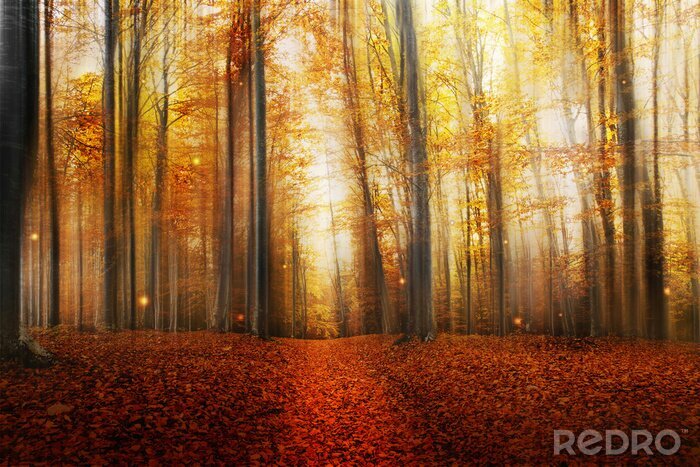 Papier peint  Couleurs d'automne de la forêt