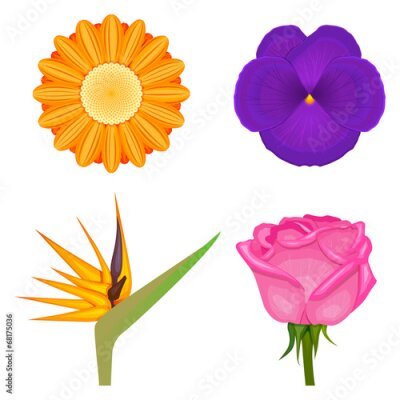 Papier peint  couleurs solides violets alto fleurs gerbera orange strelitzia mis