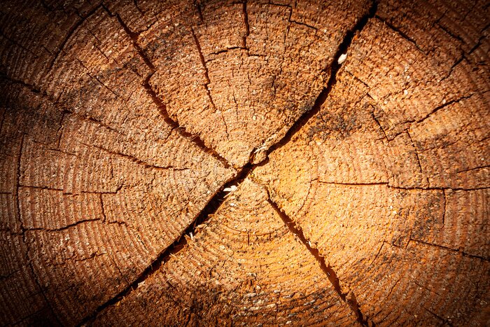 Papier peint  Coupe du tronc