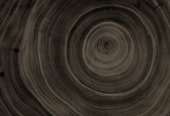 Papier peint  Coupe transversale en bois foncé