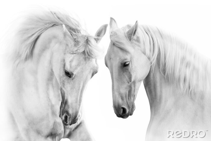 Papier peint  Couple de chevaux gris sur fond blanc