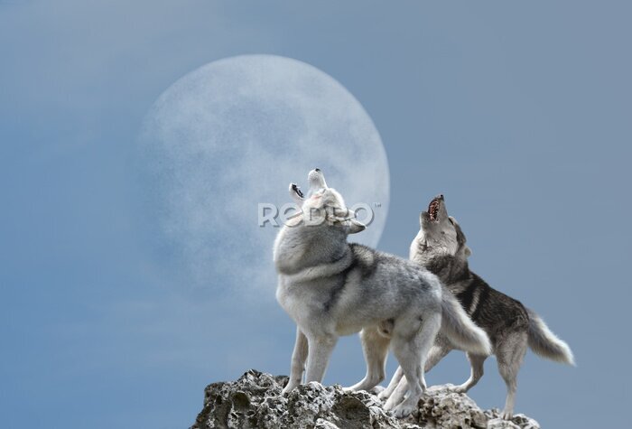 Papier peint  Couple de loups hurlant à la lune