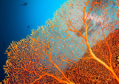 Couple de plongeurs sur les récifs coralliens