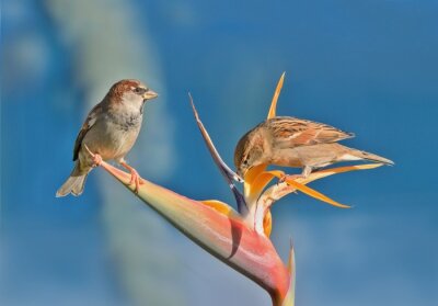 Papier peint  Couple of house sparrows siting on the strelitzia flower. (Passer domesticus)