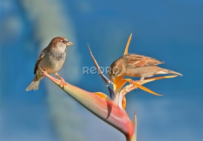 Papier peint  Couple of house sparrows siting on the strelitzia flower. (Passer domesticus)