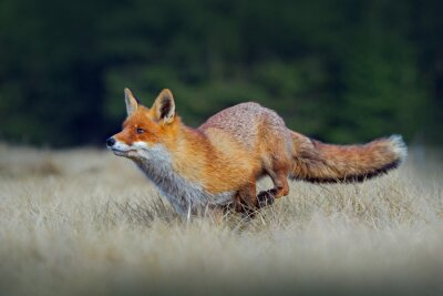 Papier peint  Courir le renard roux. Courir le renard roux, Vulpes vulpes, à la forêt verte. Scène de la faune de l'Europe. Animal de fourrure orange dans l'habitat de la nature. Scène d'action avec le renard roux.