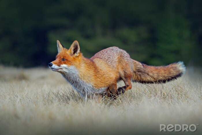 Papier peint  Courir le renard roux. Courir le renard roux, Vulpes vulpes, à la forêt verte. Scène de la faune de l'Europe. Animal de fourrure orange dans l'habitat de la nature. Scène d'action avec le renard roux.