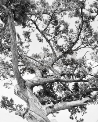 Papier peint  Couronne d'arbres luxuriante