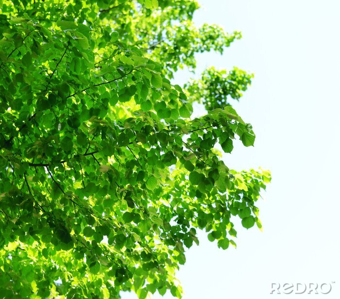 Papier peint  Couronne verte d'un arbre