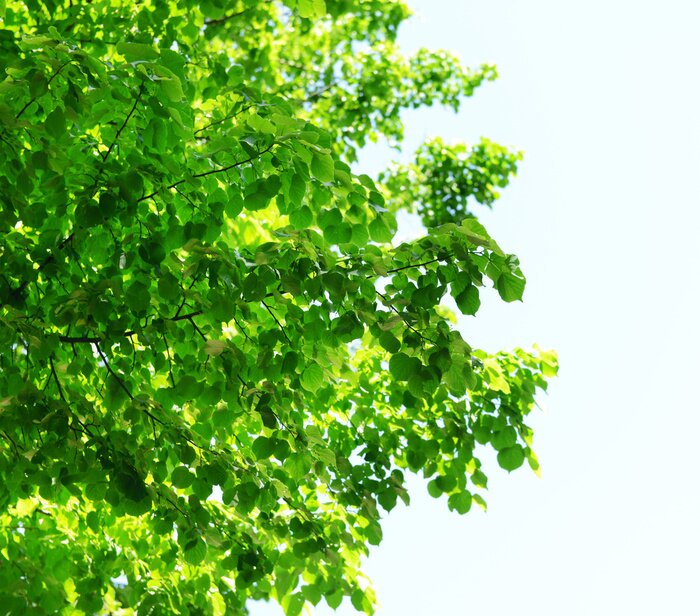 Papier peint  Couronne verte d'un arbre