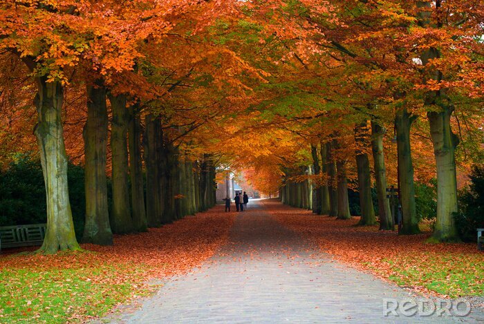 Papier peint  Couronnes d'arbres d'automne