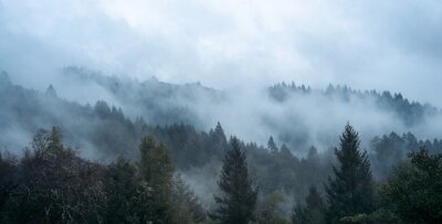 Couronnes d'arbres dans le brouillard
