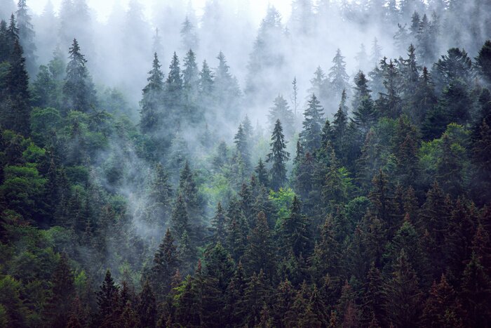 Papier peint  Couronnes de conifères sur le versant de la montagne