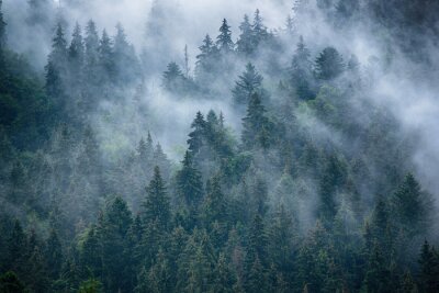 Papier peint  Couronnes de sapins dans la brume