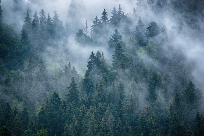 Papier peint  Couronnes de sapins dans la brume