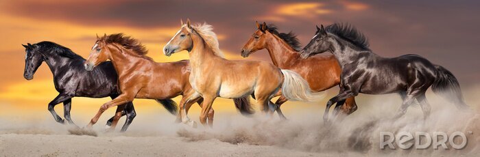 Papier peint  Courses hippiques au galop