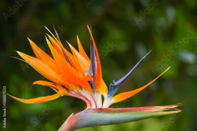 Papier peint  Crane flower, bird of paradise, or orange strelitzia (Strelitzia reginae: flower. Wilderness, Garden Route, Western Cape. South Africa