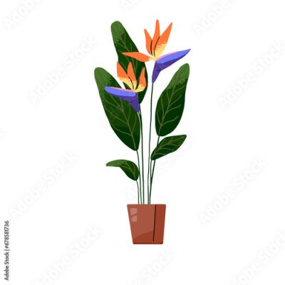Papier peint  Crane flower growing in ceramic pot. Bird of paradise plant. Strelitzia in flowerpot. Houseplant with bright blossom. Floral interior decoration, home decor. Flat isolated vector illustration on white