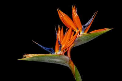 Papier peint  Crane flower isolated on black background, also known as bird of paradise, isigude, Strelitzia reginae or Strelitzie