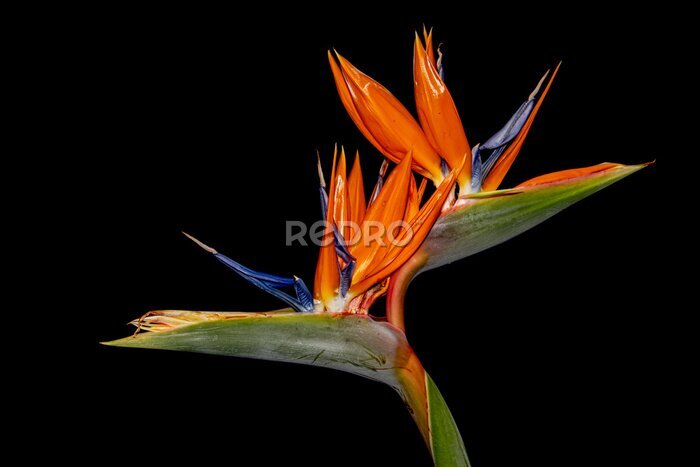 Papier peint  Crane flower isolated on black background, also known as bird of paradise, isigude, Strelitzia reginae or Strelitzie