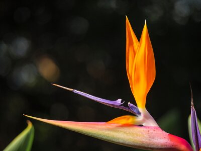 Papier peint  Crane flower or  bird of paradise (Strelitzia reginae). Cape Town. Western Cape. South Africa