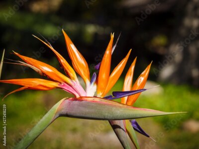 Papier peint  Crane flower or  bird of paradise (Strelitzia reginae). Cape Town. Western Cape. South Africa