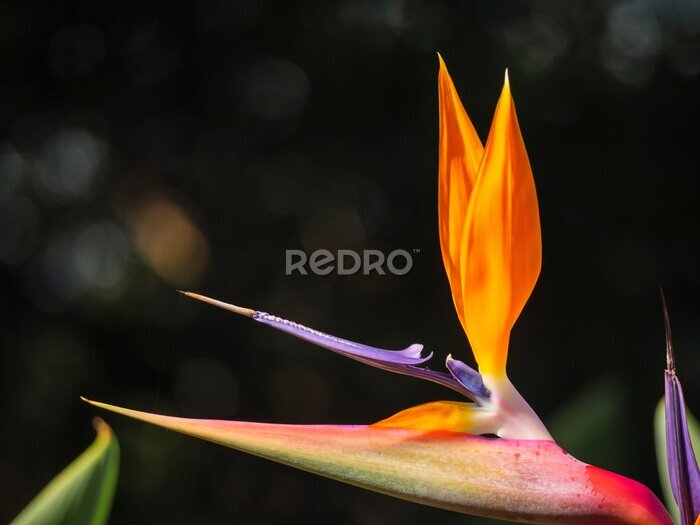 Papier peint  Crane flower or  bird of paradise (Strelitzia reginae). Cape Town. Western Cape. South Africa