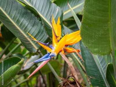 Papier peint  Crane Flower or Bird of Paradise (Strelitzia reginae), Flower that Looks Like a Bird Spreading its Wings