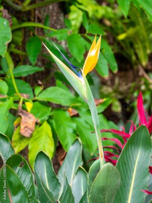 Papier peint  Crane Flower or Bird of Paradise (Strelitzia reginae), Flower that Looks Like a Bird Spreading its Wings