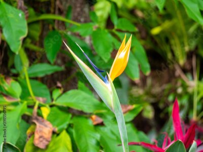 Papier peint  Crane Flower or Bird of Paradise (Strelitzia reginae), Flower that Looks Like a Bird Spreading its Wings