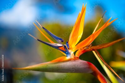 Papier peint  Crane flower or bird of paradise (Strelitzia reginae) is a popular flowering plant with decorative colorful orange petals in a garden in California, USA. Macro close up with blurred background.