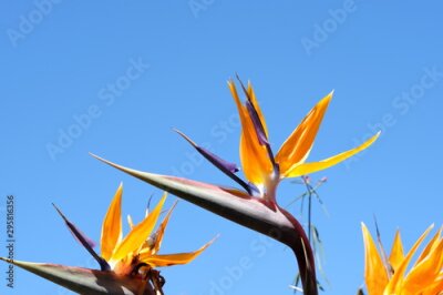 Papier peint  Crane flower or Strelitzia plant in bloom with bright colours